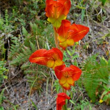 Red-yellow flowers